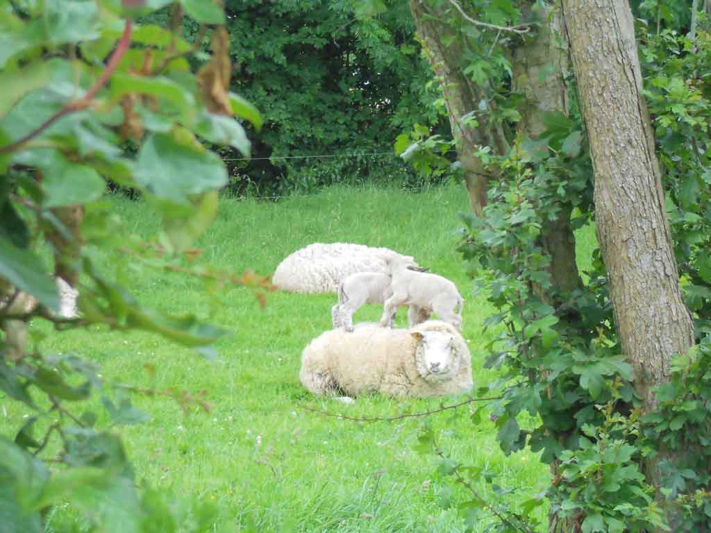 parc jardin de la maison d hotes